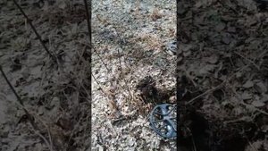 Коп 2020. От пятака масонов до советов. Поиск монет в поле, в лесу Equinox 800 и Minelab X Terra 70