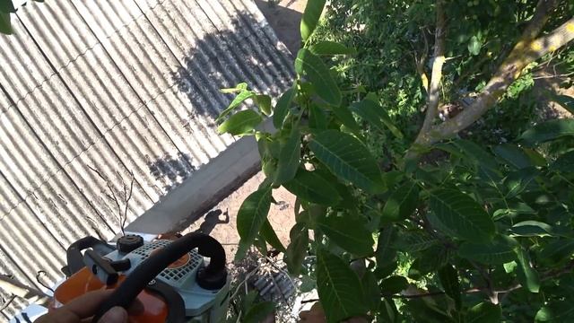 ПОСЛАЛ БРАТА ДЕРЕВО ПИЛИТЬ.Как Спилить Большое Дерево? смотреть онлайн