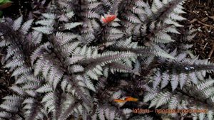 Кочедыжник ниппонский Бургунди Лэйс ? обзор: как сажать, саженцы кочедыжника Бургунди Лэйс