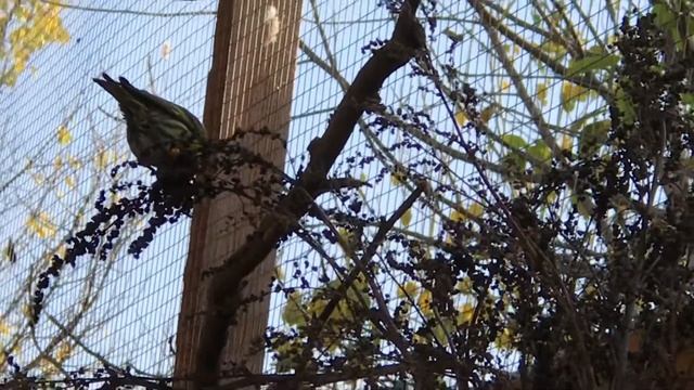 Чижик в домашних условиях, кормиться на сорняку. Чиж смотреть онлайн