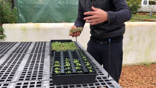 Arugula seedlings | Tower Garden seedlings | Aeroponic seedlings смотреть онлайн