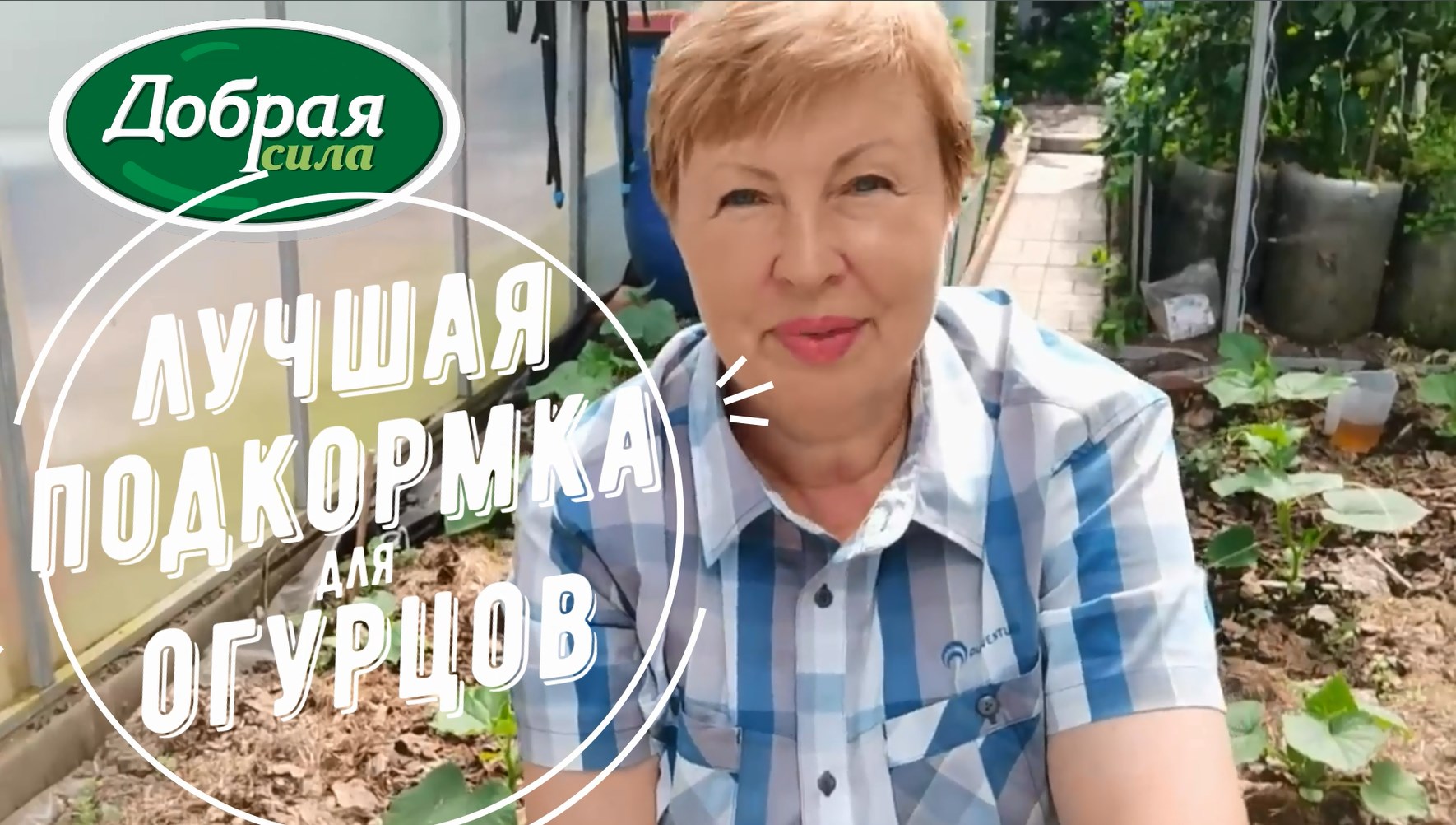 ПОДКОРМИТЕ ОГУРЦЫ, чтобы получить урожай огурцов в июне! Удобрение Добрая сила для огурцов, кабачков