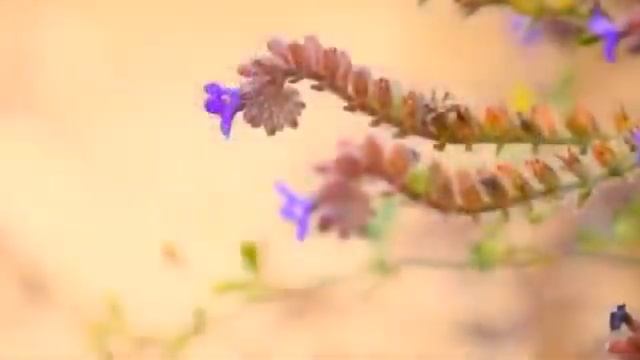 УСПОКАИВАЮЩАЯ МУЗЫКА(БЕЗ РЕКЛАМЫ!)для глубокого сна , медитации смотреть онлайн