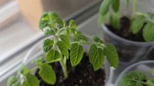 ДЕД 50 ЛЕТ ТАК ДЕЛАЕТ! ДЛЯ РОСТА КОРНЕЙ И ОТ ВЫТЯГИВАНИЯ РАССАДЫ, ПОЛЕЙТЕ ЭТИМ ТОМАТЫ, ПЕРЦЫ, ОГУРЦ