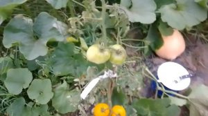 Нет парника? Не беда! Он ЕМУ не нужен! Не томат, а мармелад!