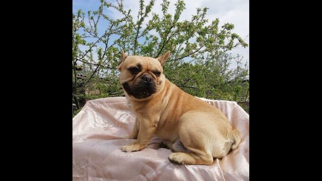 Палевый кобель Французский бульдог смотреть онлайн