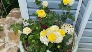 Розы Каталина и Комтесс дю Барри??♀️✨??♀️✨??♀️