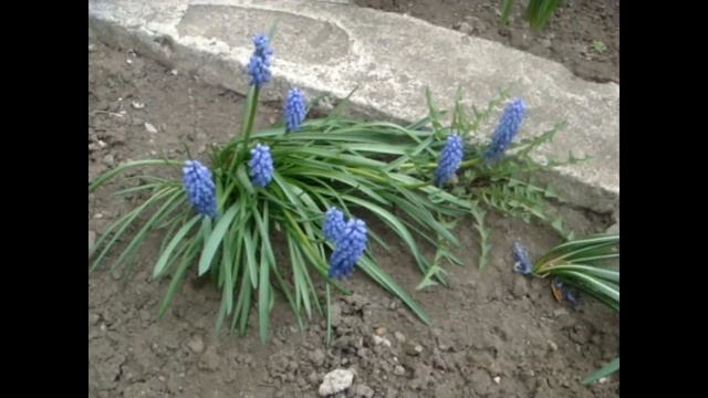 ХРИСТОС ВОСКРЕС!!! ОТМЕЧАЕМ ПАСХУ ДОМА) смотреть онлайн