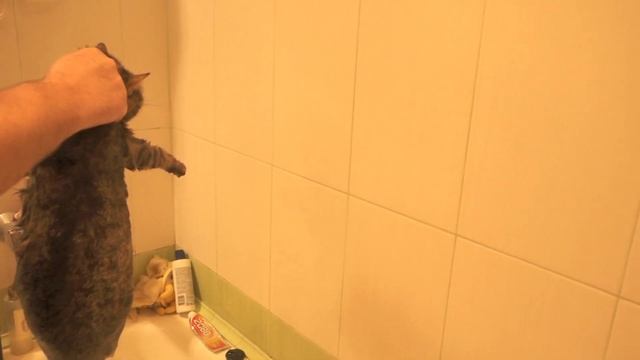 Как мыть кошку, которая вырывается смотреть онлайн