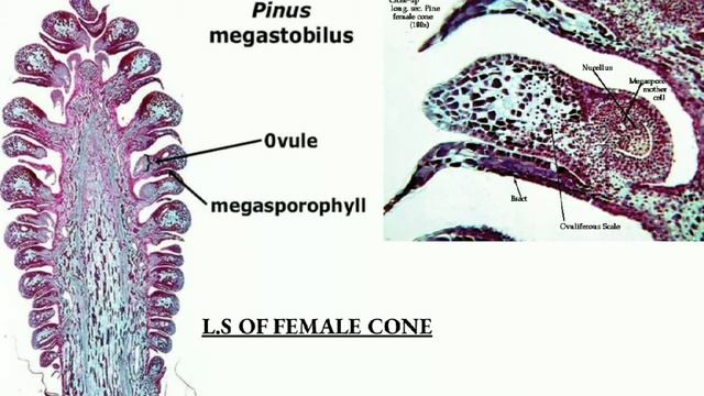 GYMNOSPERMS PINUS : PART -2 detailed explanation in malayalm മലയാളം смотреть онлайн