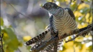 ПЕНИЕ КУКУШКИ