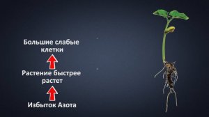 Лекция 14. Часть 2.   Сахар как основа защиты растения. Важный индекс БРИКС. SAP Анализ.