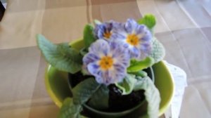New Plant - Primula 'Blue Zebra'