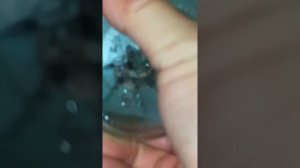 Жизнь с тарантулами, ближе к осени, пауки заползают в дома