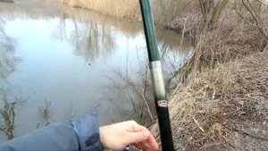 Ловля голавля на печень весной #ловляголавля #голавль #ловлявесной