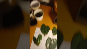 Пересадка укоренённых листиков замиокулькаса на постоянное место.