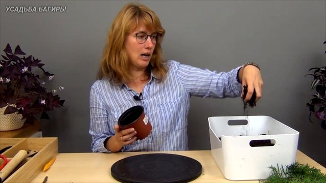 Черенкование метасеквойи (ч.1). смотреть онлайн