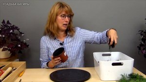 Черенкование метасеквойи (ч.1).