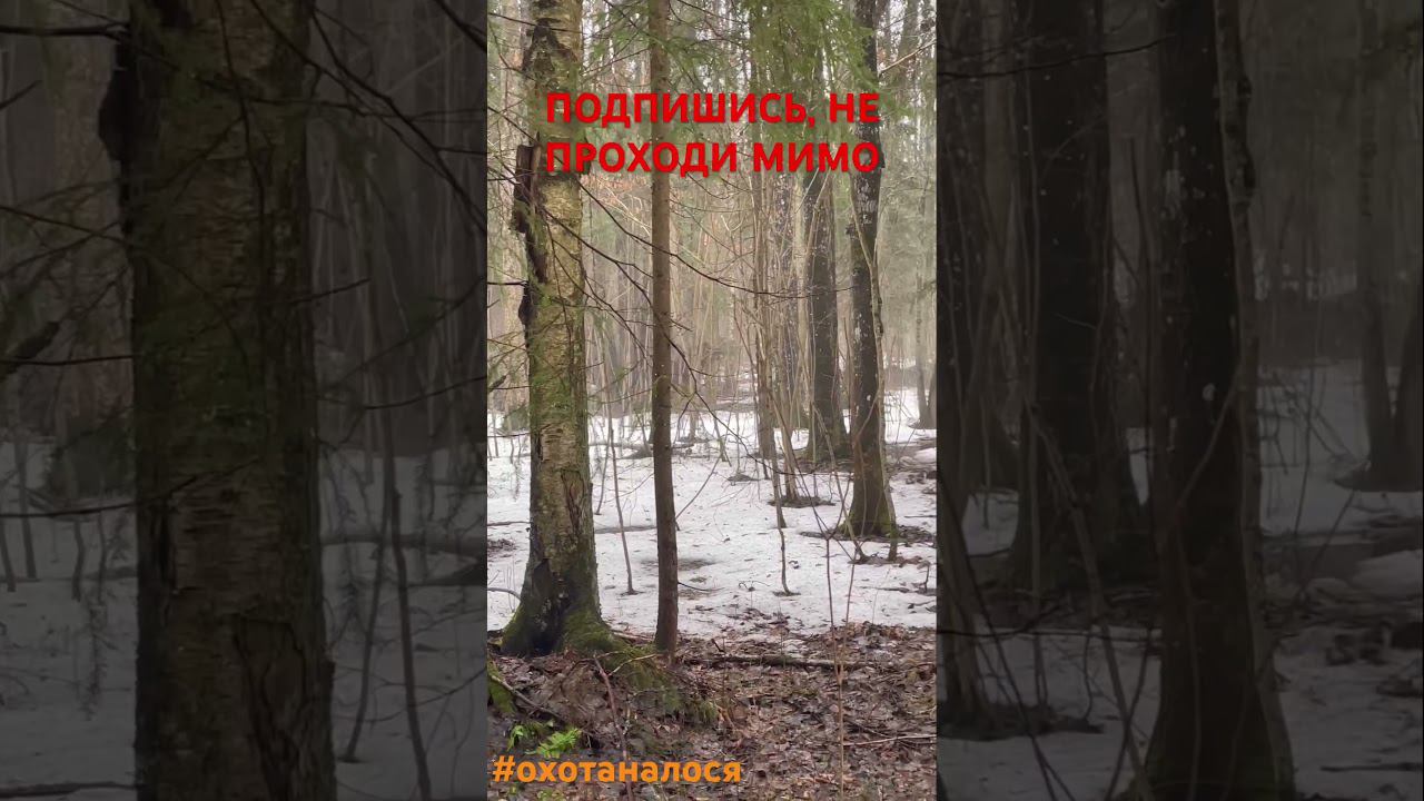 #охотаналося #охота #лось #дикаяохота #охотавидео #