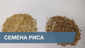 Сортировка Семян Риса / Paddy Sorting