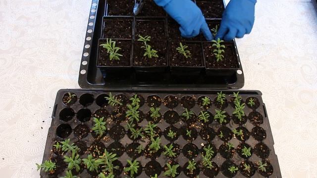 Черенкование лаванды Результаты черенкования Пересадка черенков смотреть онлайн