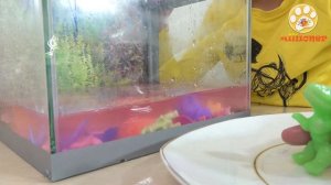 ДИНОЗАВРЫ из яиц в наше ВРЕМЯ ? ? ?