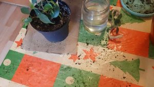 Посадка комнатных цветов