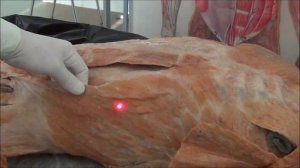 Мышцы туловища