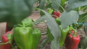 Перец Феррари от Sakata