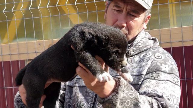 Алабай среднеазиатская овчарка из питомника Аз Марал +79278137957 вайбер ватсап смотреть онлайн