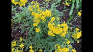 АЛИССУМ,  или  БУРАЧОК  (ALYSSUM)  сем. Крестоцветные