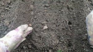 Посадка озимого лука