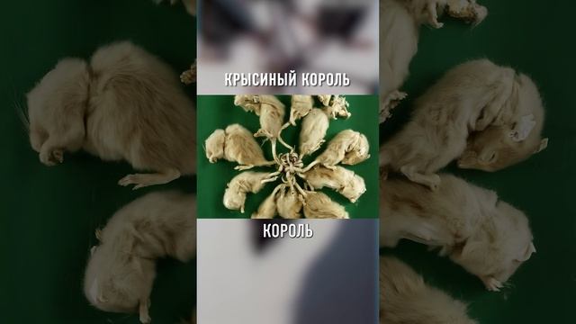 Самый СТРАННЫЙ Феномен в Мире Животных #shorts