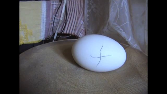 Яйца скачут на сите. Проверка яиц в инкубаторе смотреть онлайн