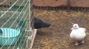 Индоутки. Новый селезень! Обзор