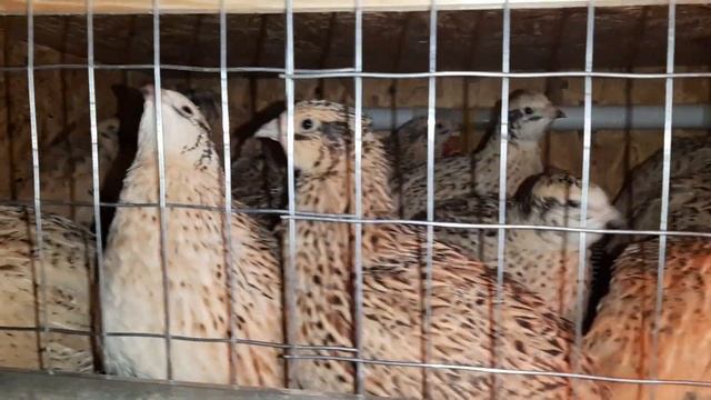 Перепела Техасский белый и Феникс золотистый смотреть онлайн