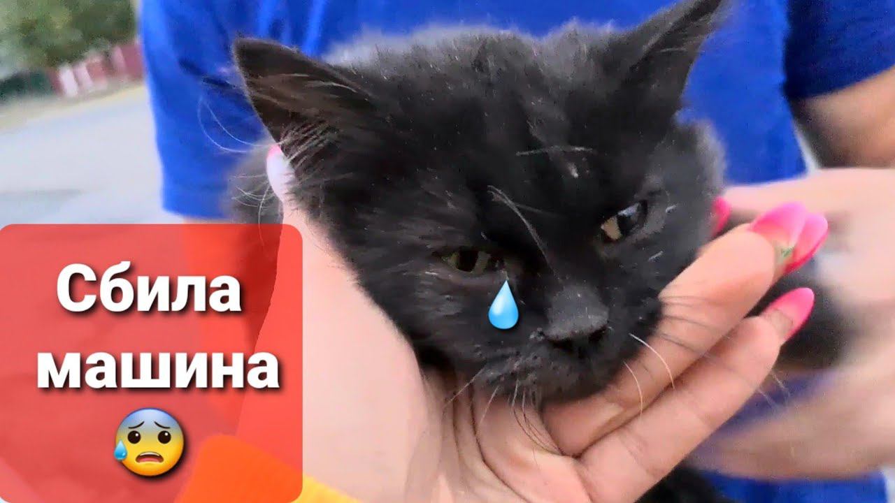 Котенка сбила машинаон лежал на дороге смотря на мимо проезжающие машины и не мог шевелиться.