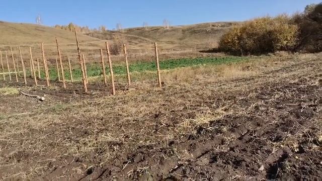 Осенние работы в огороде. Сажаю чеснок. Участок под петрушку смотреть онлайн