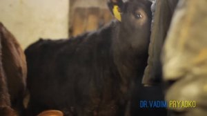 Укрощаем быка. (усмирительное кольцо). Taming bull (strait-ring)