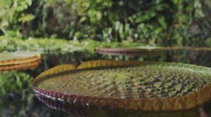 Бразилия. Пантанал. Поле боя места под солнцем.