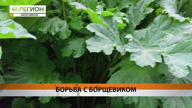 УЧЁНЫЕ ИССЛЕДУЮТ ИНВАЗИВНЫЕ ВИДЫ РАСТЕНИЙ