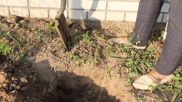 Георгины. Обработка клубней и высадка в открытый грунт. смотреть онлайн