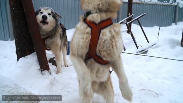 Поход на собаках. Что за ездовые собаки и почему для них это важно?