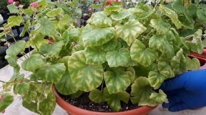 Глуар де Лоррен. Продолжаю покорять эту бегонию!