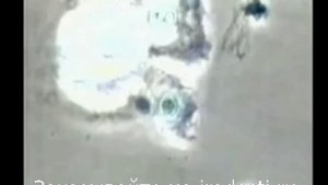 Король Кордицепс