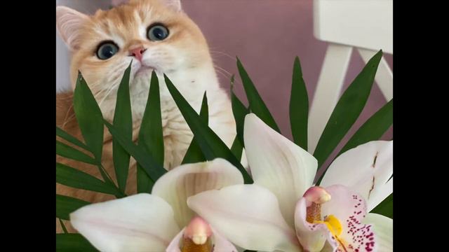 🤩ЗОЛОТЫЕ КОШКИ🧡ЛЮБУЮТСЯ  ОРХИДЕЕЙ🙀GOLDENKITTENS👑ЗОЛОТАЯ ШИНШИЛЛА🌞