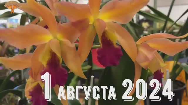 Грабли веерные Для любителей канала Грабли Live 01 08 2024 смотреть онлайн