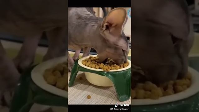 ржачные видео посмотрите