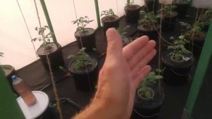 Смена питательного раствора для гидропоники на AquaPot Klik 17.Правило 1/3