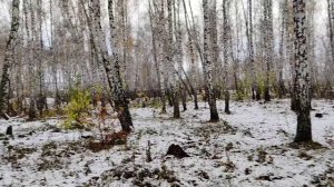 первый снег в октябре и моя прогулка в лесу